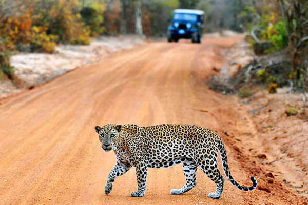 Ideal Duration Of A Trip To Yala National Park