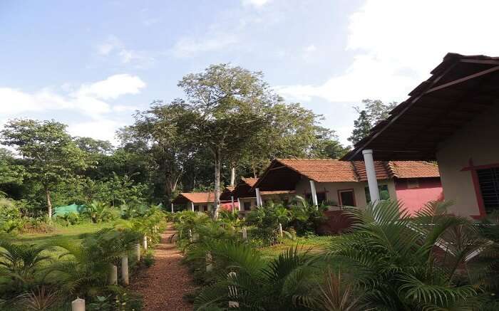 Jungle Nest Stay in Dandeli 