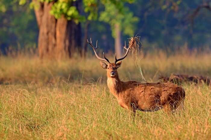 spot wildlife in Keoladeo Ghana National Park