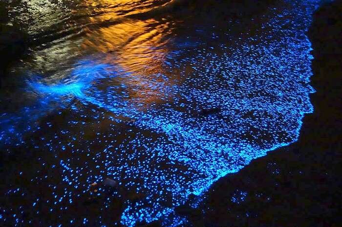 Night Stroll On Nirvana Beach For Glistening Phytoplanktons in gokarna