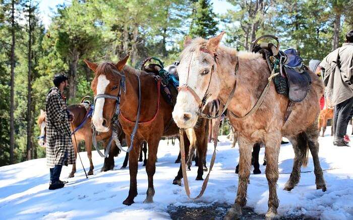 Ponies getting ready before a ride in Pahalgam during winter in Kashmir 