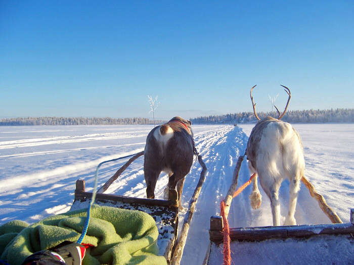 Reindeer ride in Lapland