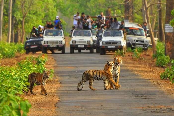 Sariska National Park: The Lush Abode Of Royal Bengal Tigers