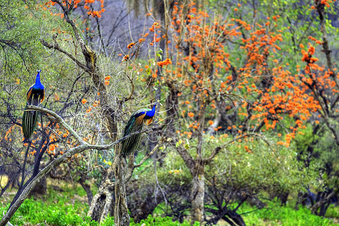 Sariska in Rajasthan