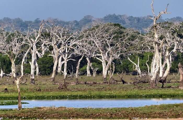 Yala National Park Safari Timings