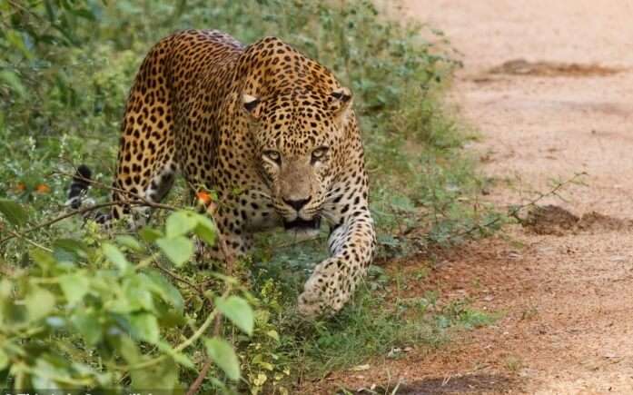 leopard safari park sri lanka