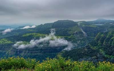 Yellow flowers in the valleys of matheran