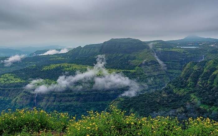 Yellow flowers in the valleys of matheran