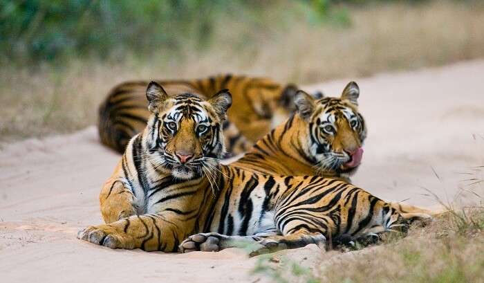 Bandhavgarh Tiger Reserve in India