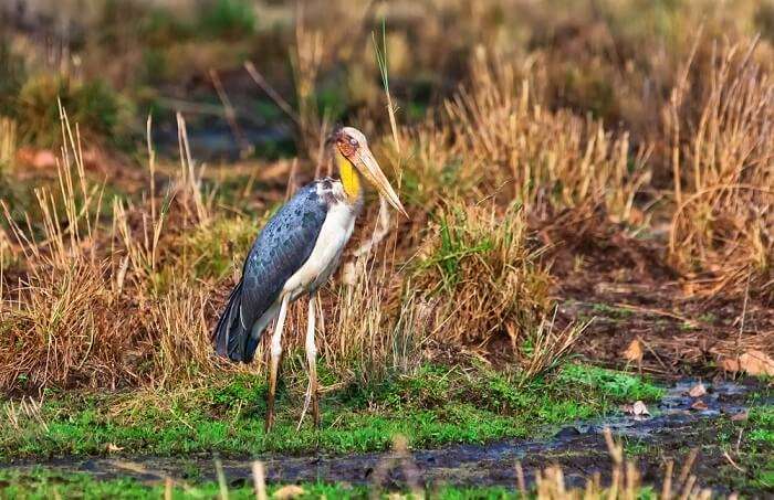 birds of bandhavagrh national park