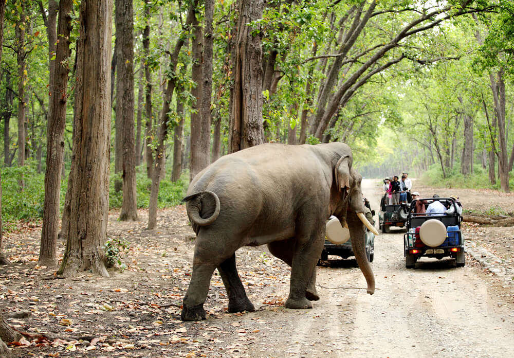 an elephant in jungle