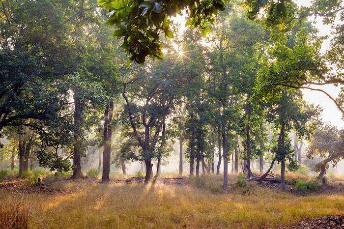 bandhavgarh national park india