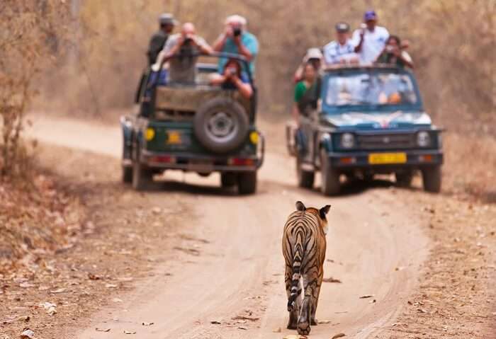 bandhavgarh tiger safari india