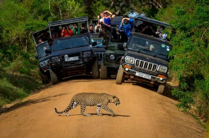  Yala National Park