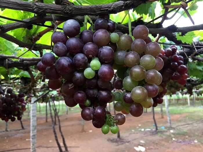 Grape vines in Thekkady