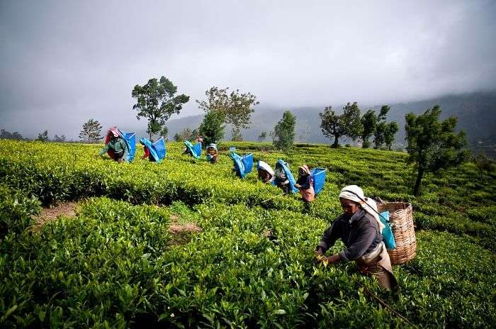 Ceylon Tea Museum, Sri Lanka