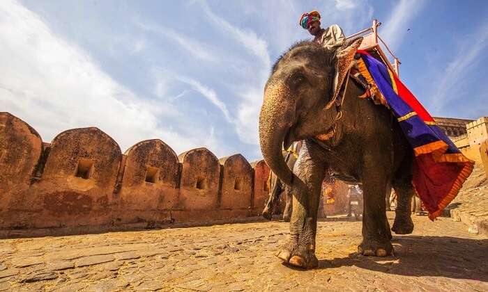 Elephant rides at Amer Fort Jaipur