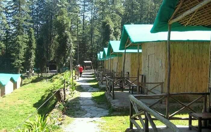 A beautiful view of camps of Mashobra Greens Surrounded by woods 