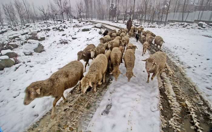 Flock of sheep during winter