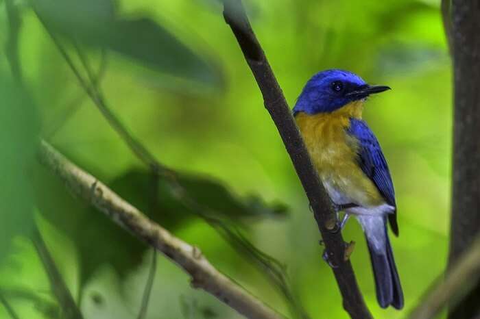 Avifauna Of Silent Valley National Park