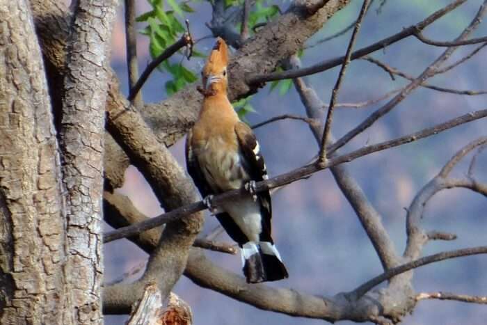 Avifauna