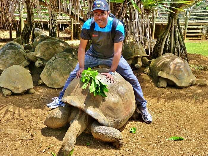 turtle interaction in mauritius