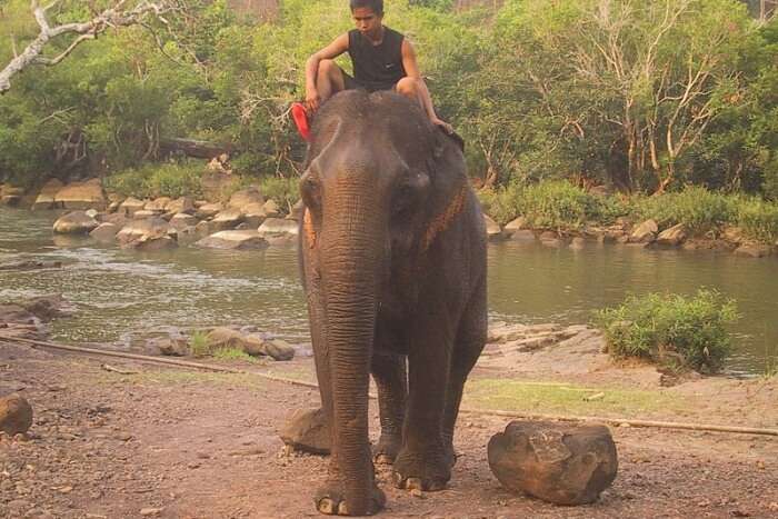 Elephant Riding