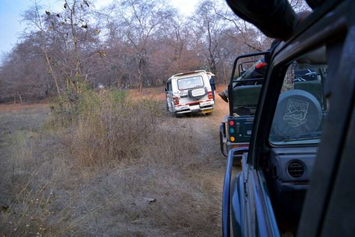 Engage In Jungle Safari At Dudhwa