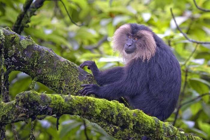 Fauna Of Silent Valley National Park