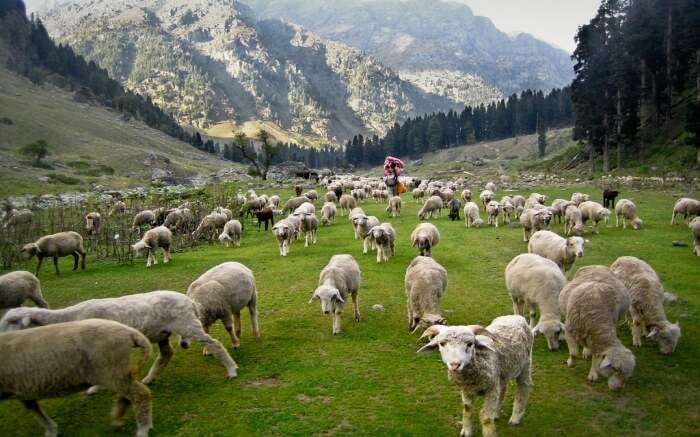 Flock of sheeps in Kashmir