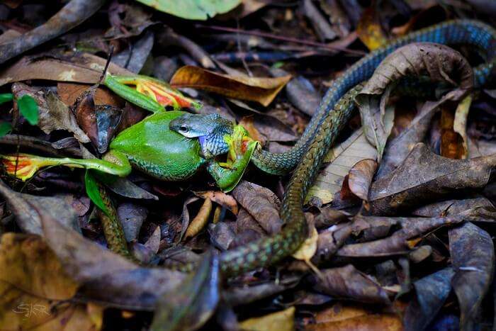 Flora And Fauna Of Silent Valley National Park