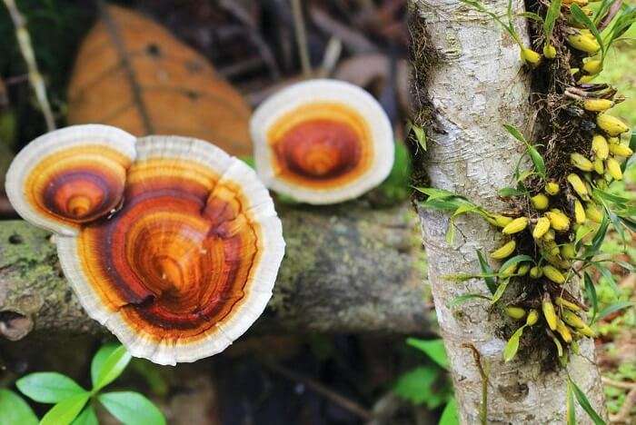 Flora Of Silent Valley National Park