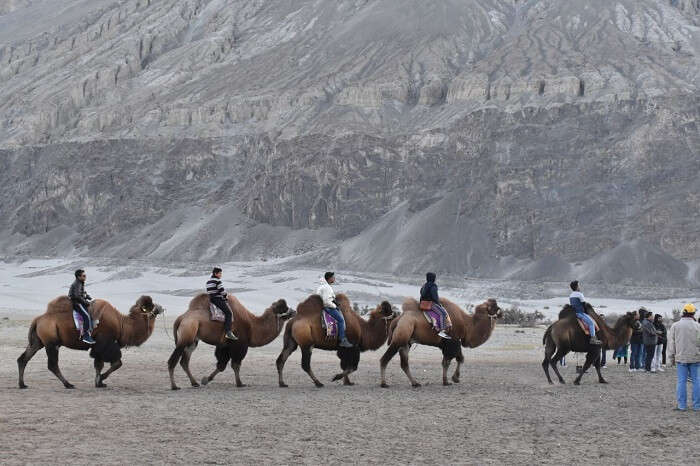 lokpal romantic trip to ladakh: camel riding