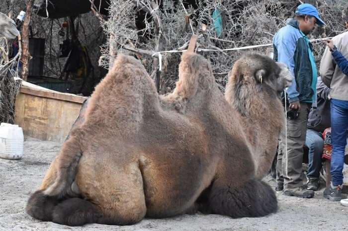 lokpal romantic trip to ladakh: bactrian camel