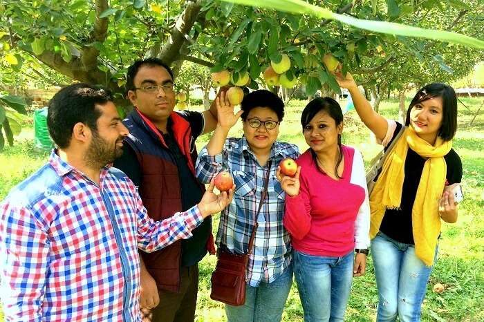 fruits in Kashmir