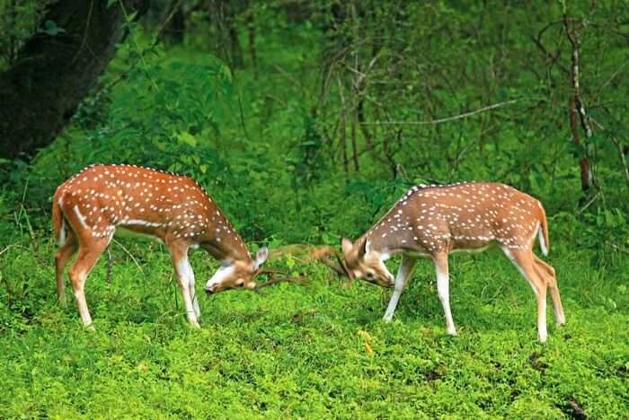 Ideal Duration Of A Trip To Silent Valley National Park