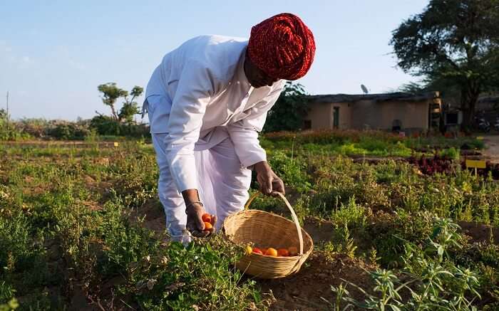 Local working on organic vegetation in Lakshman Sagar Resort 