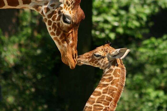 Meet giraffes & camels at the Amsterdam Zoo