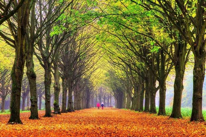 rejuvenate yourself in Amsterdam Forest