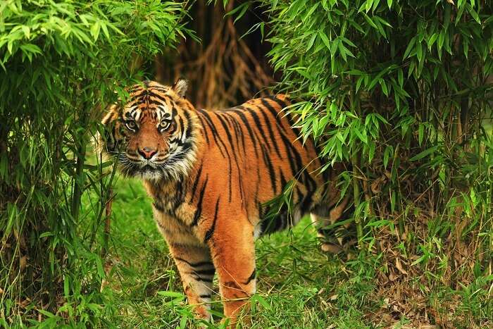 Silent Valley National Park Tiger