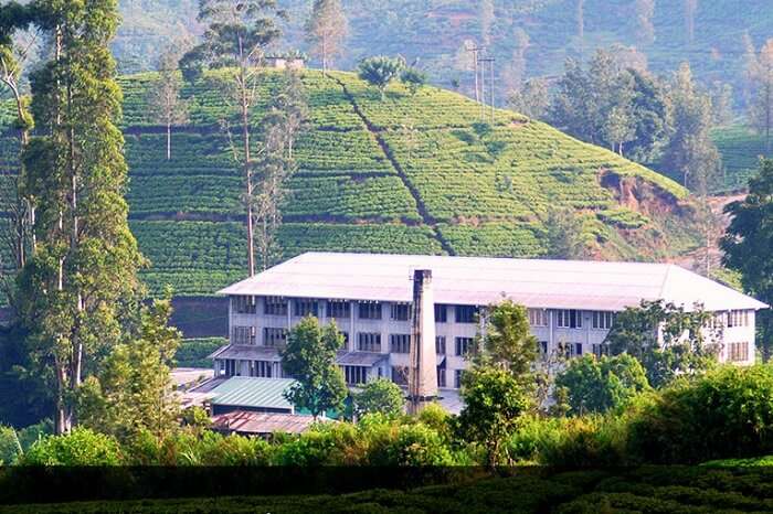 Venture out on a Tea Factory Tour in Sri Lanka