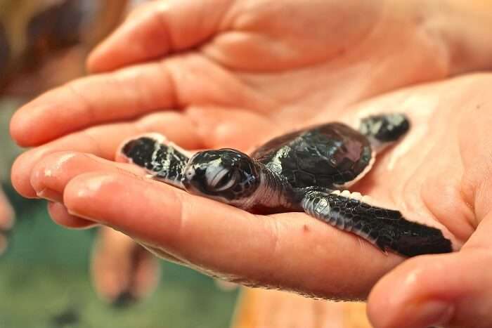 Visit a Turtle Hatchery in Sri Lanka