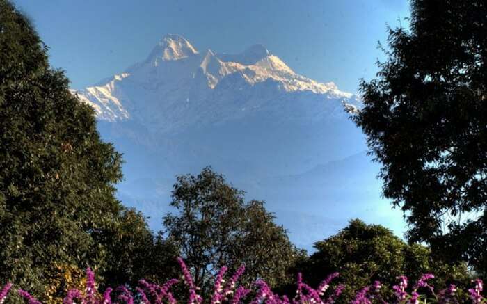 Majestic Himalayan View from the forest of tall English trees, Ranikhet