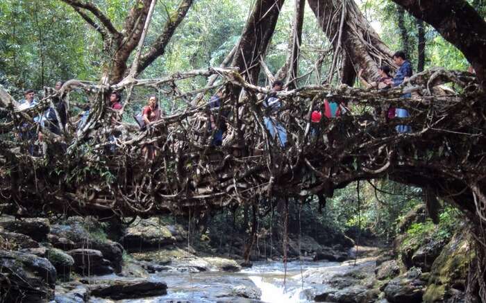 Root bridges Shillong for a perfect romantic hideout