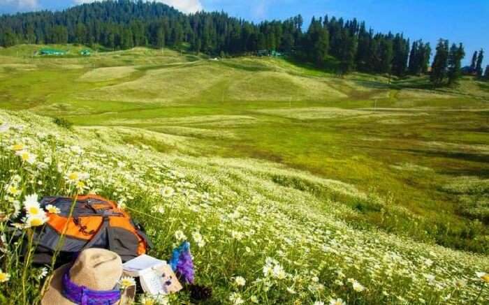 Gulmarg blessed with the blossoming wild flower laden landscapes