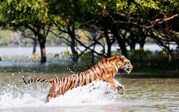 Famous Royal Bengal Tiger at Sundarban National Park