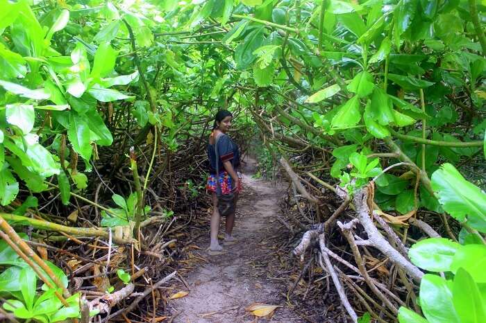 way to Petite Anse