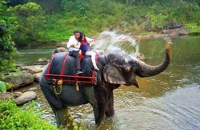 Elephant splashes water on a couple