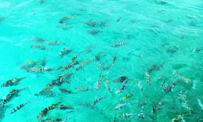 Reef Safari in Seychelles