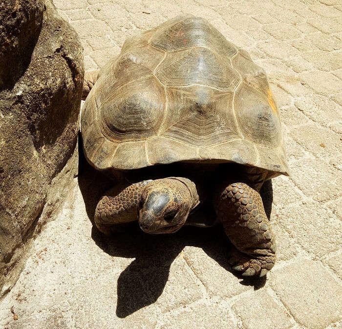 Turtles in Seychelles